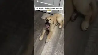 Dog says Good Morning back 🐶 #dogsoftheday #cutedog #funnydog #goodmorningvibes #dailyvibes