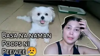 Solusyon sa Basang Poops at Pagsusuka ni Peewee/ Shihtzu/