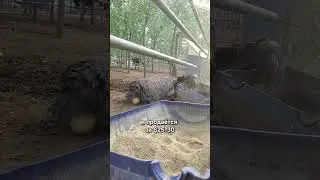 Реально ли поднять тысячи евро всего на страусиных яйцах? #агро