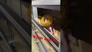 Feeding a couple hungry snakes! #fyp #animal #snake #viral