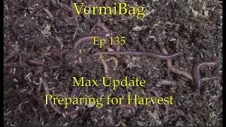 VermiBag  Ep 135   Preparing the Max for Harvest
