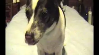 pepper @ BeBAD.us 2015