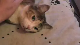 Ein Päckchen für Susi von Petra und Kathrin