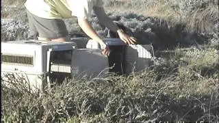 2006HQIslandFoxReleaseVideoSanMiguelIslandWM.mov