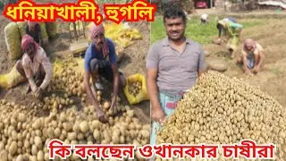 হুগলি জেলার ধনিয়াখালীতে জমি থেকে নতুন আলু উঠছে | এই বছর ফলন কেমন? দাম কত হচ্ছে? কী বলছেন আলু চাষীরা