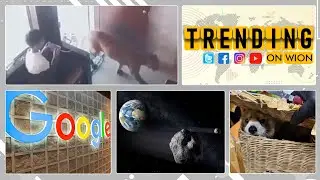 6 Indians arrested in Bangkok for allegedly trafficking Red Panda | Trending on WION