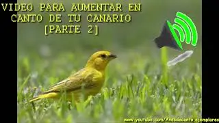 MEJOR VIDEO para AUMENTAR el CANTO de tu CANARIO CRIOLLO EJEMPLAR