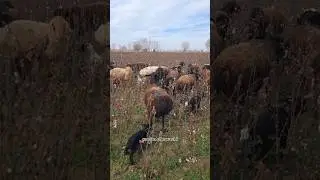 Obuna bolaylik🔥 #arashan #animals #gissar #farming #гиссар #agro #farm #rek #kangal