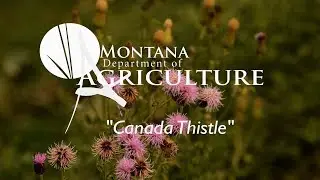 Canada Thistle Noxious Weed