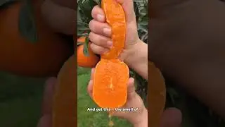 4 Amazing Orange Facts You Won&rsquo;t Believe!