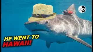 Great White Sharks Went To Hawaii: Orca Kicked a Shark