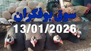 مباشرة من قلب الرحبة  أثمنة الدجاج البلدي والبيض في سوق تلاثاء بوفكران | جولة لكي نتعرف على سومة 