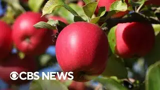Apple prices could increase due to inflation, supply chain issues