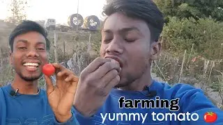 Try Yummy tomato 🍅😋|| #farmer #vloger 