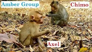 Release orphan baby Axel again in Amber group, Axel met with big male Chimo