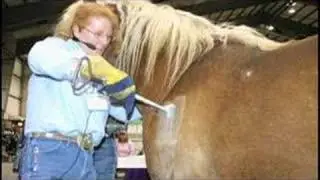 Stolen Horse International- Don't Let Them Down