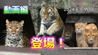 【旭山動物園もうじゅう館】アムールヒョウからアムールトラ、ライオンの登場！もうじゅう館より！Animals that pop up