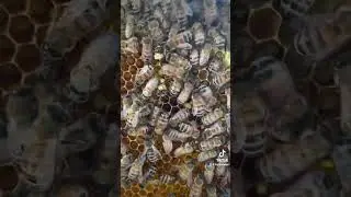 Baby bees hatching #bee #urbanhomesteading #flowhive #backyardbeekeeping #beekeeping