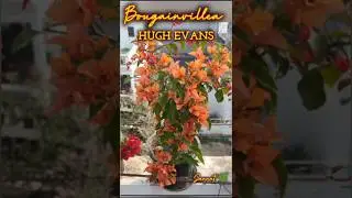 Bougainville 🆔:#Hugh Evans 🧡✨ #bougainvillea #garden #bloom #shorts #youtubeshorts