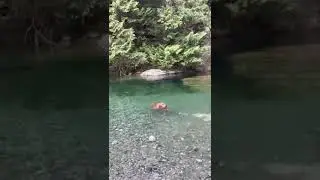 Look I can swim #goldenretriever #nature #travel #animals #water #cold #animals #dog #swim #shorts