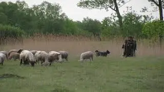 Pásztorok és természetvédők közötti eszmecsere - 4. rész- Nádasok, mocsarak legeltetése