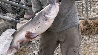 En Busca de Los BAGRES  GIGANTES.  EN Este GIGANTE Lago