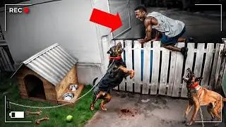 Thieves Who Got Owned By Guard Dogs