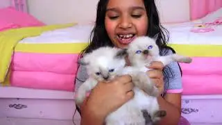 !! Shafa and best cat stories