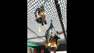 Squiggles The Bat Washes Her Beautiful Wings With Friend Dana.