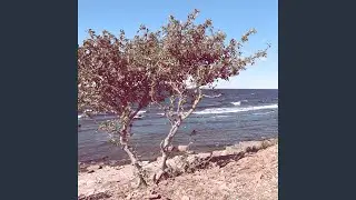 Gr&aring;t inte