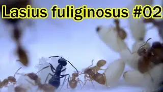 Lasius fuliginosus #02  Das Wachstum beginnt!