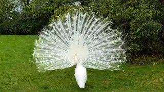 &ldquo;World&rsquo;s Rarest White Peacock 🦚 | Amazing Nature View&rdquo;&ldquo;White Peacock | No Copyright Nature Video&rdquo;
