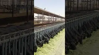 Beautiful farm view #shorts