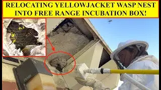 YELLOWJACKET WASP NEST REMOVED AND RELOCATED INTO FREE RANGE INCUBATION BOX FOR VENOM COLLECTION!