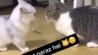 Hamza tiktok video