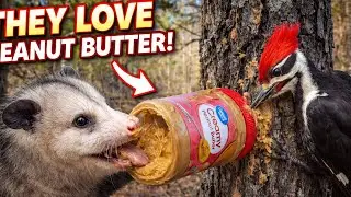 Possum Stealing Food | Funny Backyard Trail Camera