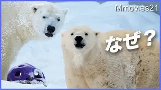【リラとライト同居直前】白いはずのホッキョクグマがなぜ？この冬のミステリー☆弾けると凄いライト〜Polar Bear breeding season is approaching
