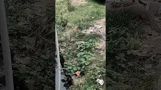 #nature #wildlife #trending #viral #viralvideo #viralshorts #nevla #banmurah #rescue