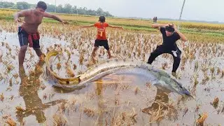 Big Catching Catfish In Mud Water😲 Hand fishing video ✅ #handfishing #viralvideo #fishing #viral 