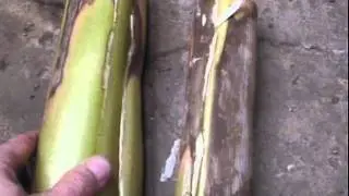 Storing banana plants in cellar for winter