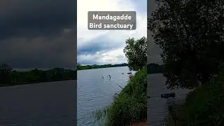 Mandagadde bird sanctuary #mandagadde #birdsanctuary  #thirthahalli