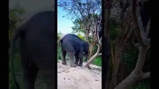 Run from baby elephant. Yet he still chase his caretaker for fun! #cuteanimalsworld #lovely