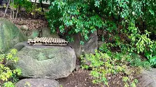 大阪のお庭　慶沢園(住友家本邸庭園)