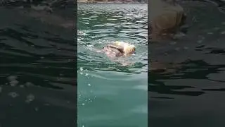 Como se aparean las tortugas? Mating turtles #marinelife   #seaturtles #sealife #animals #viral