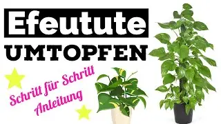 Efeutute umtopfen - Schritt f&uuml;r Schritt Anleitung