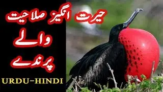 Birds With Amazing Abilities