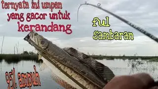 TERNYATA INI UMPAN PALING GACOR BUAT IKAN PREDATOR KRANDANG