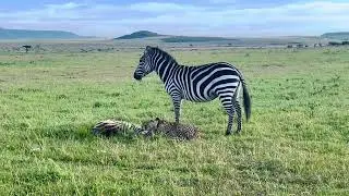 Watch until the end :Mom Zebra defend her Baby from Cheetah