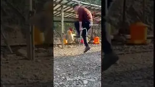 Jump Roping Rooster 🐓🤣 #shorts #short #funny #rooster #chicken