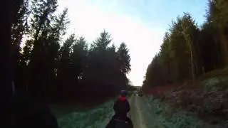 Boltby: gentle trot in a frosty forest